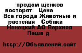 продам щенков восторят › Цена ­ 7 000 - Все города Животные и растения » Собаки   . Ненецкий АО,Верхняя Пеша д.